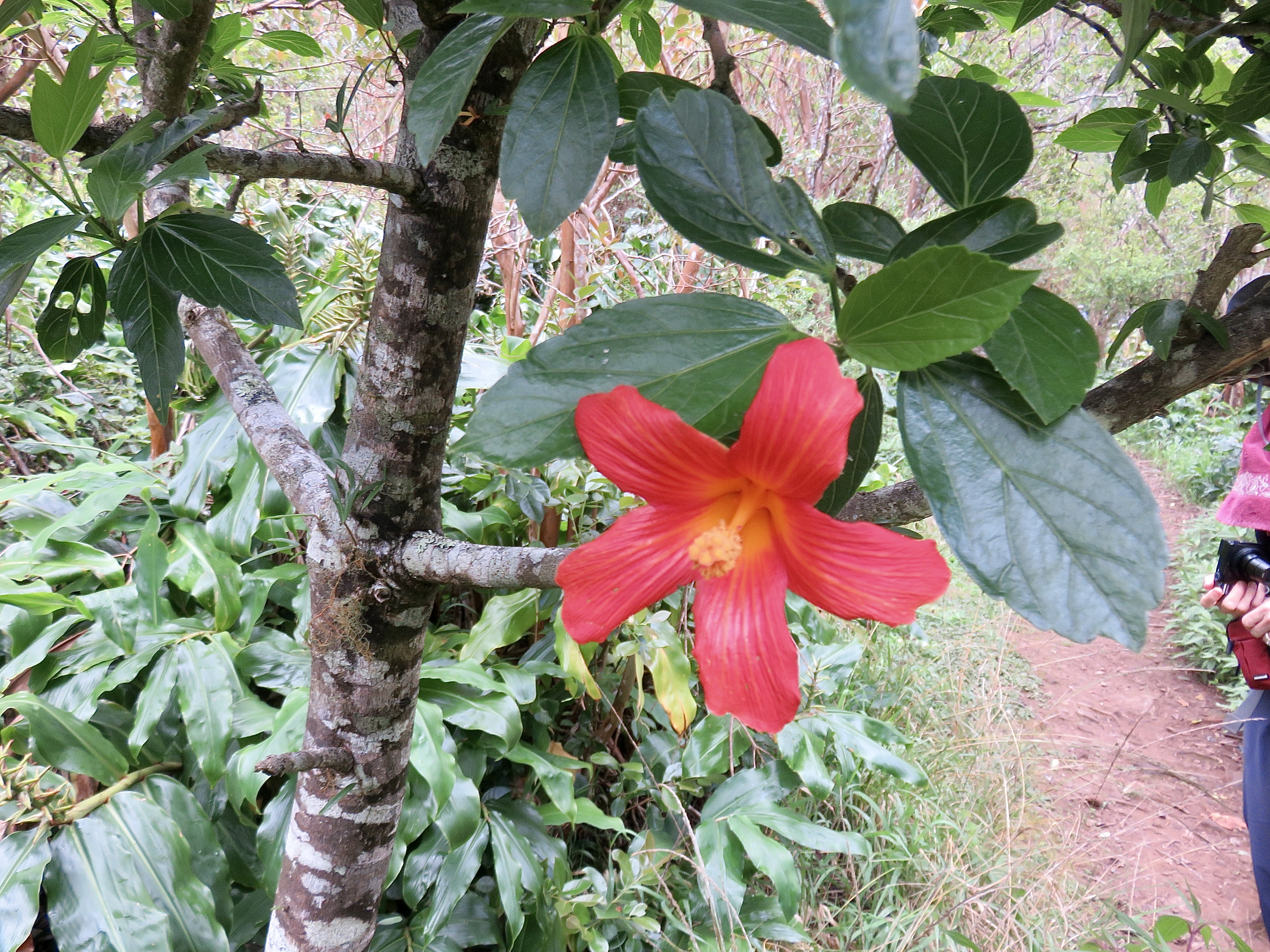 Hibiscus boryanus                      