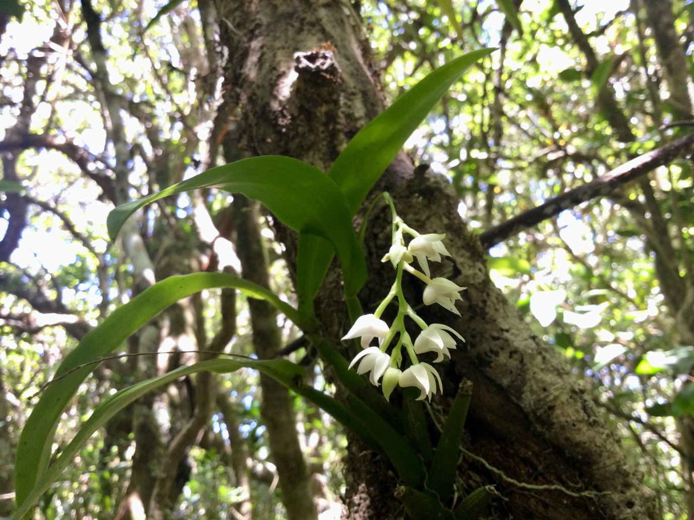 Polystachya cultriformis